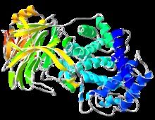 Hyaluronidase