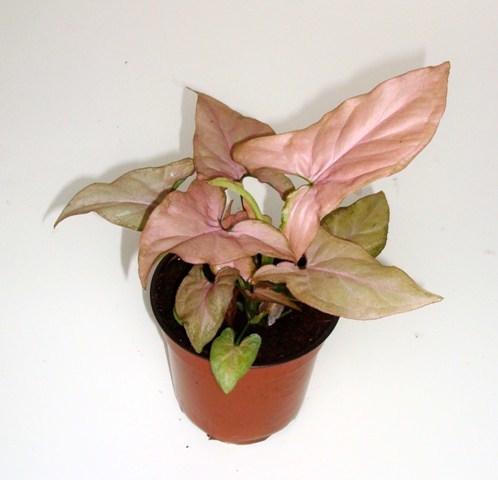 Syngonium Pink Syngonium Pink