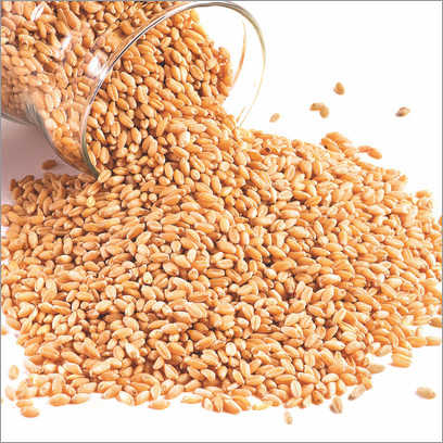 Wheat