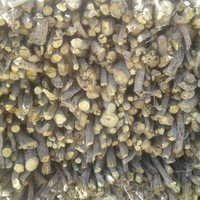 Mulethi Seeds