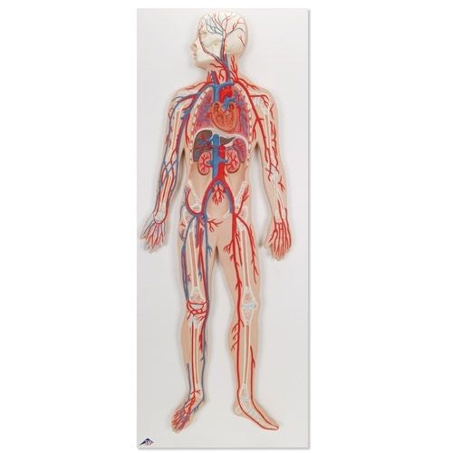 Human circulatory modal