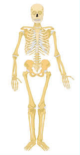 Human Skeleton Model