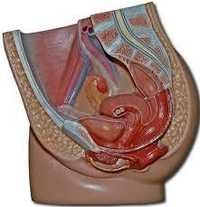 Human reproductive male