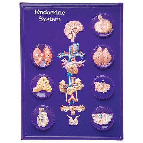 Endocrine model