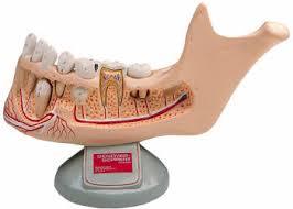 Human Teeth Model