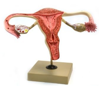 Human Uterus Model