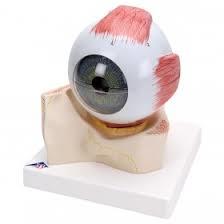 Human eye Model
