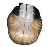 Human Brain Model - Durable Plastic, Life-sized Standard Dimensions, Multi-colored Finish | Anatomically Accurate With Detachable Parts For Educational Use
