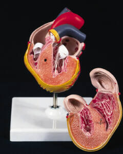 Human Heart Model