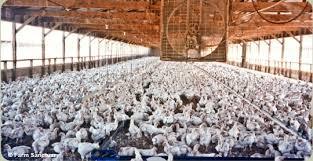 CHIKEN