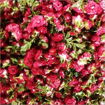 Fresh Rose Flower