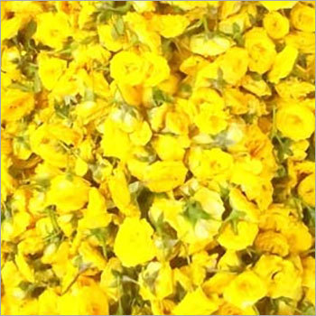 Yellow Rose