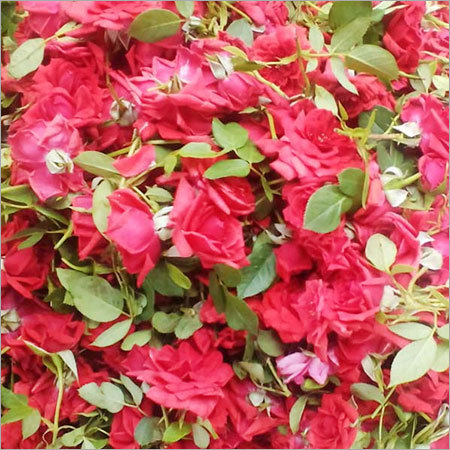 Five Star Rose
