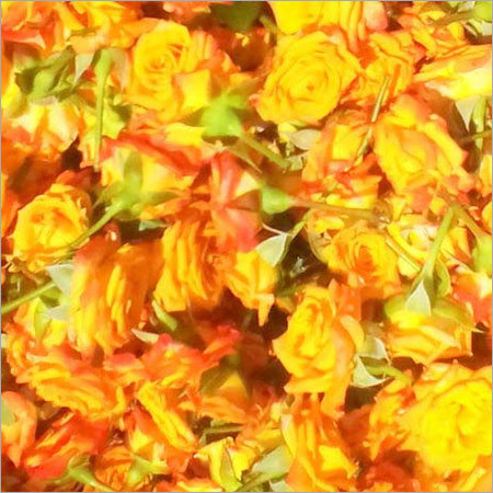 Orange Rose Flower