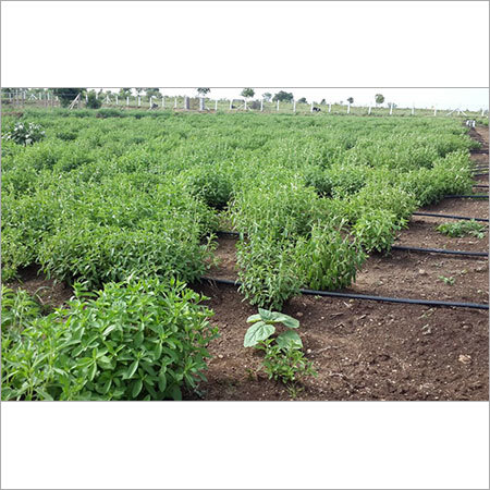 Organic Stevia Plant