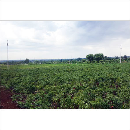 Stevia Herb Plant