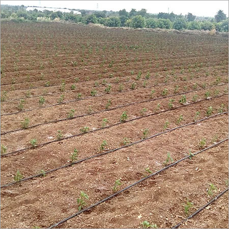 Stevia Sugar Plant