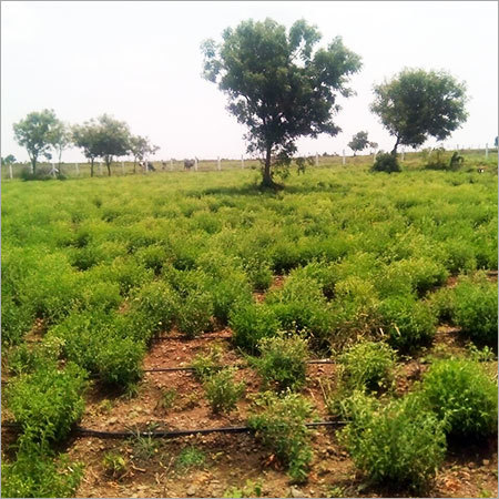 Green Stevia Leaves