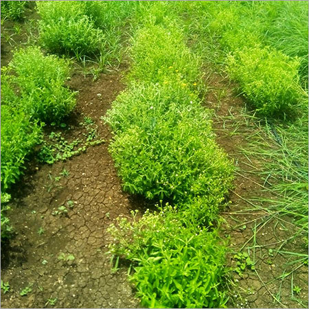 Natural Stevia Leaves