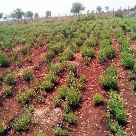 Stevia Herb Leaves