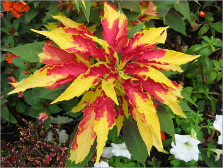 Amaranthus Tricolor