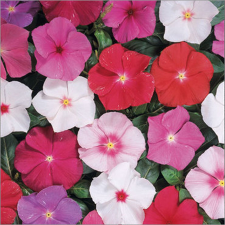 Catharanthus Roseus Vinca