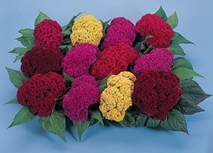 Celosia Cristata Cocks Comb