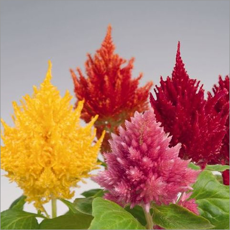 Celosia Plumosa Celosia