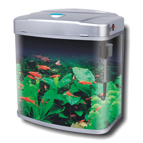Fish Aquarium