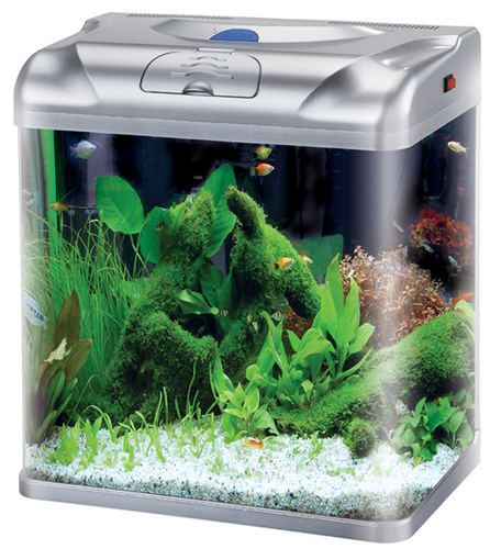 Fish Aquarium