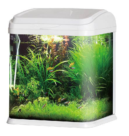 Aquarium Tank