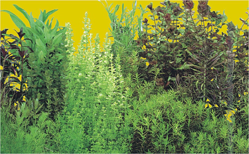 Aquarium Plastic Background