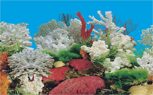 Aquarium Plastic Background