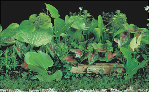 Aquarium Plastic Background