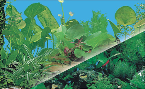 Aquarium Plastic Background