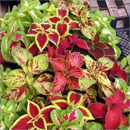 Summer Flower Seeds