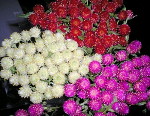 Gompherena Globosa