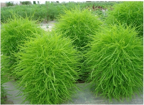 Kochia Scoparia Trichophylla