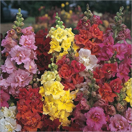 Antirrhinum Nanum
