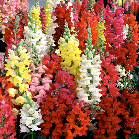 Antirrhinum Nanus