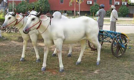 Animal Fiber Statue