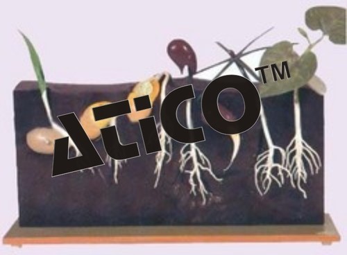 Comaprative Germination Model