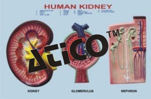 Anatomy Model