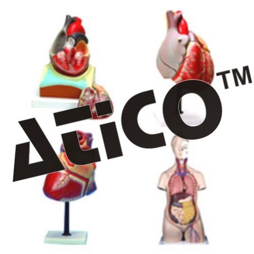 Anatomical Model