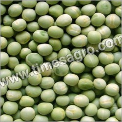 Large Vatana Green