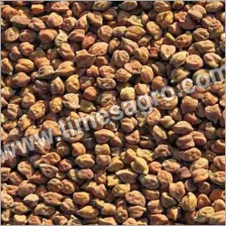 Large Kala Chana