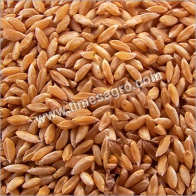 Bhalia Wheat