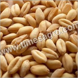 Lokwan Wheat Non Pesticide