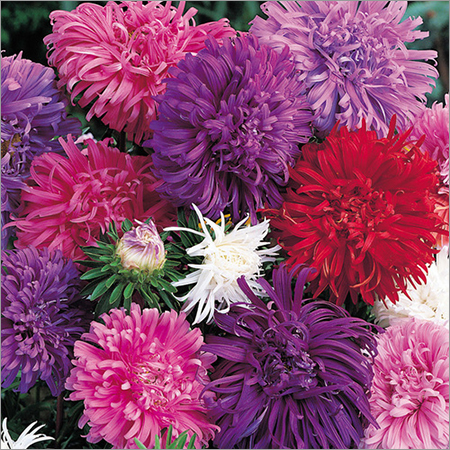 Aster