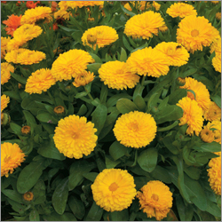 Calendula Officinalis (b)